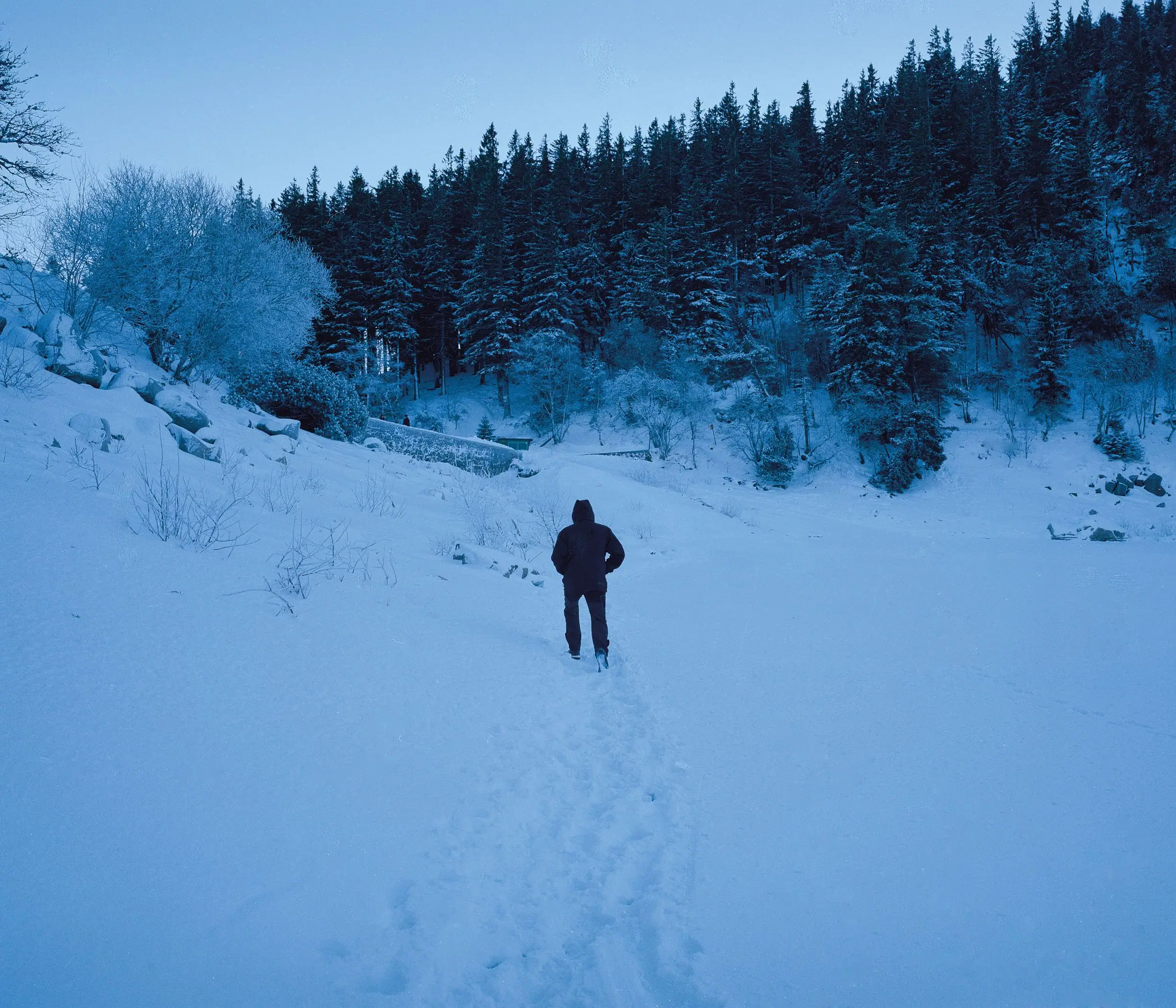 Person walking away through deep snow toward a dark evergreen forest.