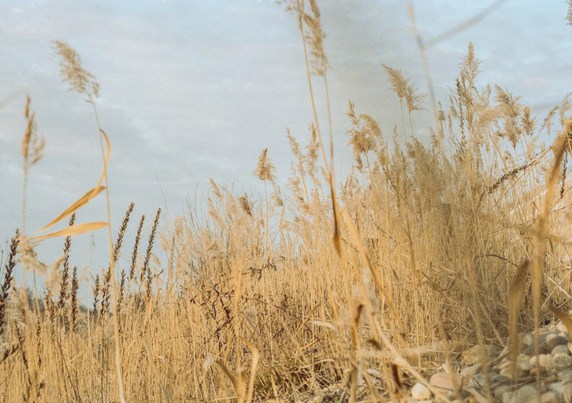 Low-angle view of tall dry golden grass against a pale overcast sky.